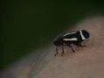 /album/hemiptera/empoasca-sp-i-1-jpg/